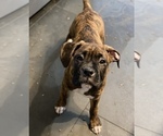 Small Photo #1 Boxer Puppy For Sale in COLUMBUS, OH, USA