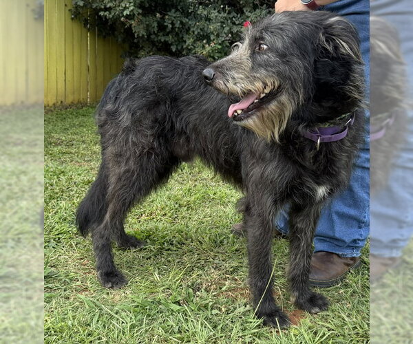 Medium Photo #7 Irish Wolfhound-Poodle (Standard) Mix Puppy For Sale in Newfoundland, PA, USA