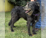 Small #6 Irish Wolfhound-Poodle (Standard) Mix