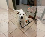 Small #6 Mutt