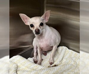 Chihuahua Dogs for adoption in Norco, CA, USA