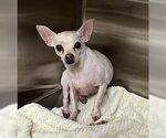 *FIESTY - Male Chihuahua Dog for Adoption - Small photo