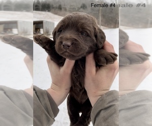 Labradoodle-Poodle (Standard) Mix Puppy for sale in NEWBURG, MO, USA