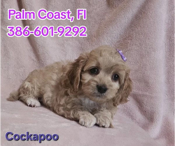 Medium Photo #1 Cockapoo (Toy) Puppy For Sale in PALM COAST, FL, USA