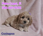 Image preview for Ad Listing. Nickname: Cockapoo Puppy