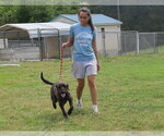 Small #5 Poodle (Standard)