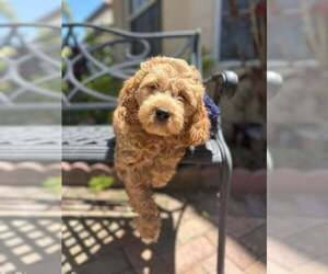Cavapoo-Cockapoo Mix Puppy for Sale in FORT MYERS, Florida USA