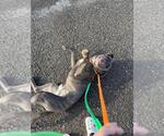 Small #2 American Pit Bull Terrier Mix