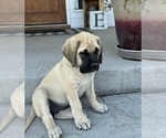 Puppy Blue Mastiff