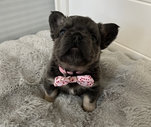 French Bulldog Puppy for sale in PISMO BEACH, CA, USA