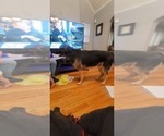 Small Photo #1 German Shepherd Dog Puppy For Sale in DETROIT, MI, USA