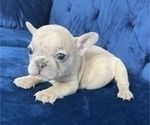 Small #44 French Bulldog