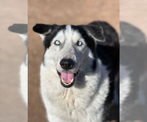 Alaskan Malamute-Huskies  Mix Dogs for adoption in Phoenix, AZ, USA