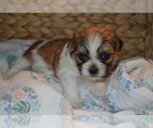 Medium Photo #2 Mal-Shi Puppy For Sale in GREENWOOD, WI, USA