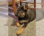 Small Photo #1 German Shepherd Dog Puppy For Sale in CLOVERDALE, IN, USA