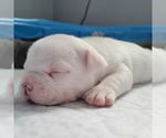 Small Photo #14 American Bully Puppy For Sale in OLYMPIA, WA, USA