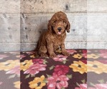 Small #25 Goldendoodle mix (+ Poodle Miniature)