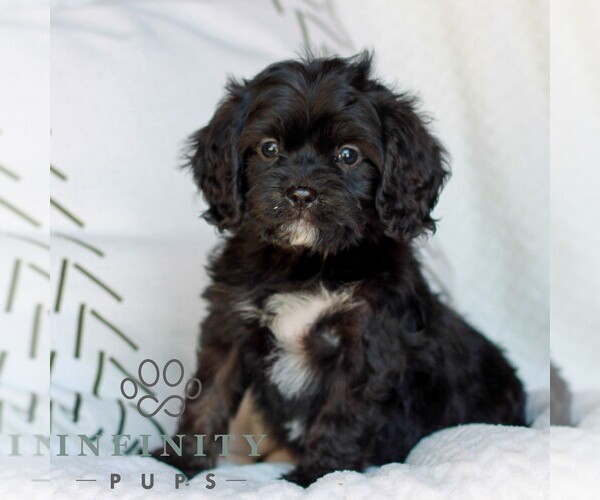 Medium Photo #2 Cavapoo (Miniature) Puppy For Sale in ELIZABETHTOWN, PA, USA