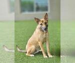 Small #1 Shepradors