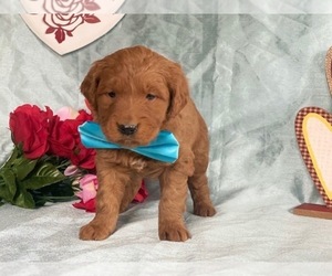 Goldendoodle Puppy for sale in LANCASTER, PA, USA