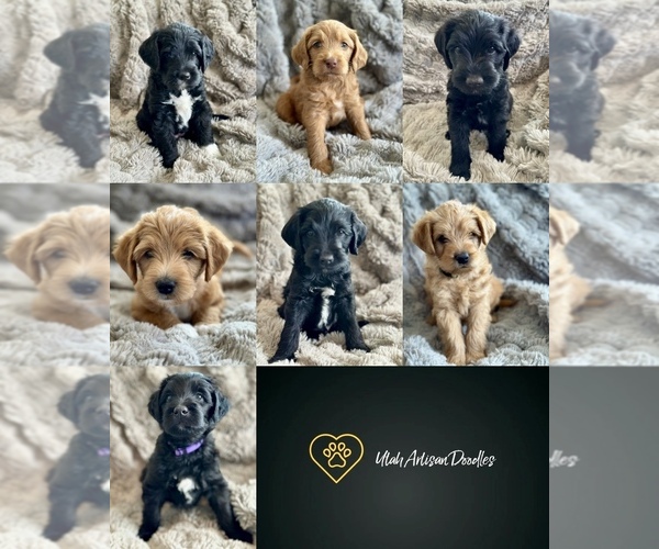 Medium Photo #1 Double Doodle Puppy For Sale in VINEYARD, UT, USA