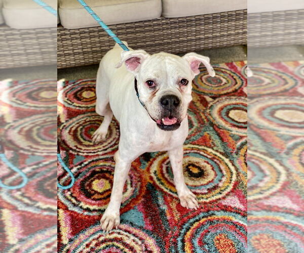 Medium Photo #2 Boxer Puppy For Sale in Austin, TX, USA
