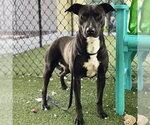 Small #1 American Pit Bull Terrier Mix
