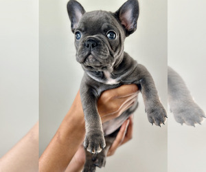 French Bulldog Puppy for Sale in ALPHARETTA, Georgia USA