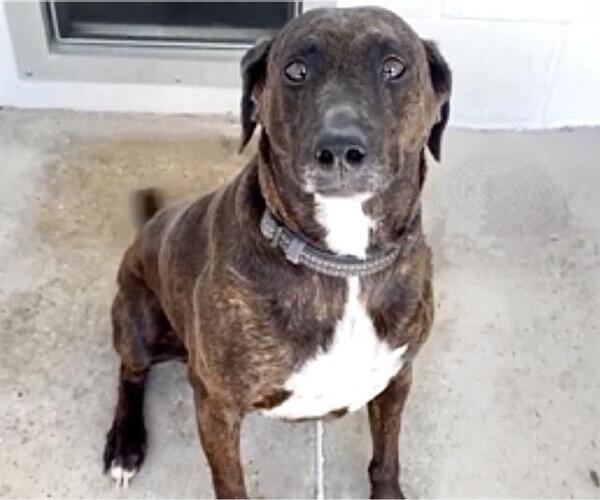 Medium Photo #3 Labrador Retriever-Plott Hound Mix Puppy For Sale in Houston, TX, USA