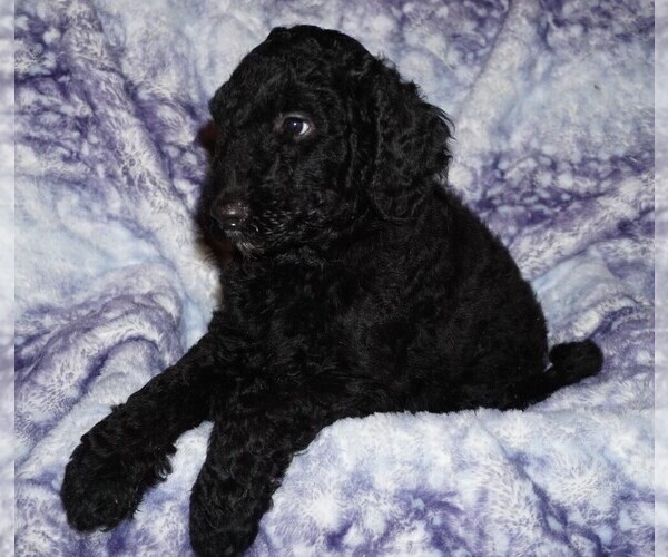 Medium Photo #2 Labradoodle Puppy For Sale in LA HABRA, CA, USA