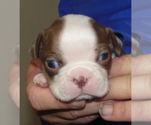 Boston Terrier Puppy for sale in WILSONVILLE, OR, USA