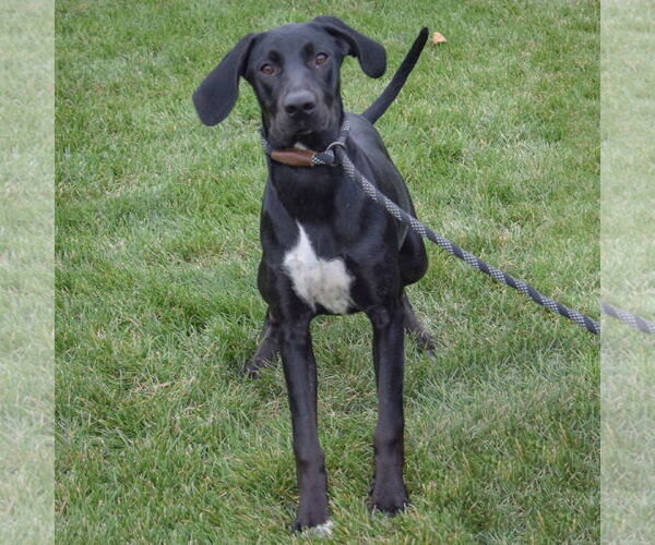 Medium Photo #3 Coonhound-Unknown Mix Puppy For Sale in Huntley, IL, USA