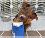 Small #2 Mutt