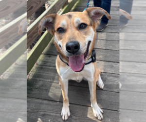 Mutt Dogs for adoption in Decatur, GA, USA