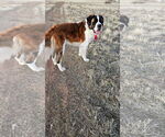 Small #1 Saint Bernard
