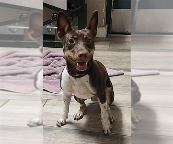 Medium Photo #1 Chihuahua-Unknown Mix Puppy For Sale in Redlands, CA, USA