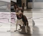 Small Chihuahua Mix