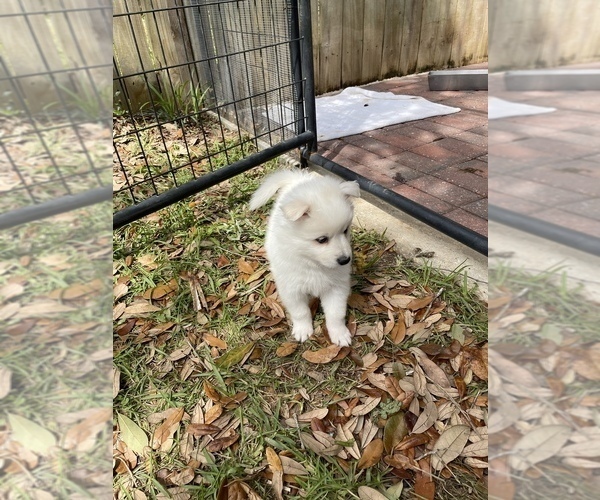 Medium Photo #1 Miniature American Eskimo Puppy For Sale in PENSACOLA, FL, USA