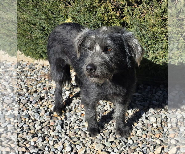 Medium Photo #1 Mutt Puppy For Sale in Albuquerque, NM, USA