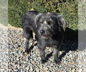 Mutt Dogs for adoption in Albuquerque, NM, USA