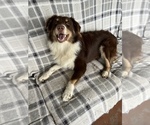 Small Photo #1 Australian Shepherd Puppy For Sale in HOLIDAY, FL, USA