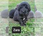 Small Photo #3 Tibetan Mastiff Puppy For Sale in PRINCETON, MN, USA