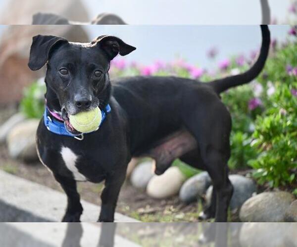 Medium Photo #2 Beagle-Unknown Mix Puppy For Sale in Santa Cruz, CA, USA