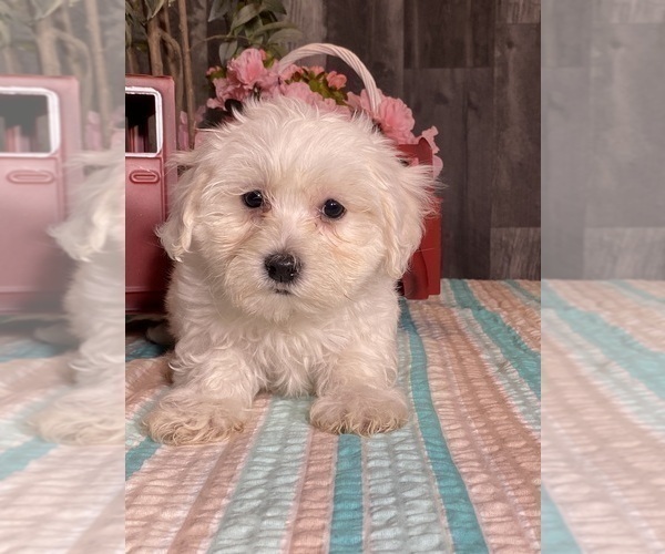 Medium Photo #1 Havaton Puppy For Sale in CANOGA, NY, USA