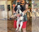 Small Photo #25 Bernedoodle-Bluetick Coonhound Mix Puppy For Sale in RINGTOWN, PA, USA