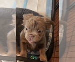 Small #4 French Bulldog