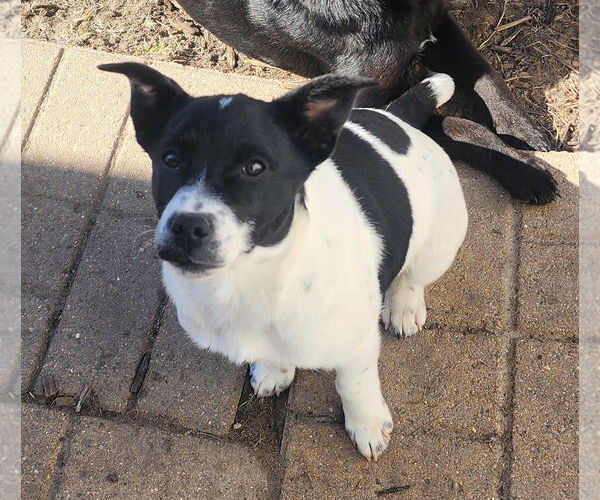 Medium Photo #1 Jack Russell Terrier-Retriever  Mix Puppy For Sale in Marine City, MI, USA
