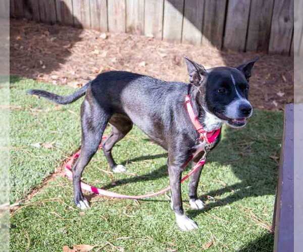 Medium Photo #3 Boxer-Unknown Mix Puppy For Sale in Kennesaw, GA, USA