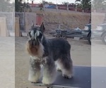 Small #6 King Schnauzer