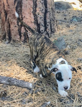 Medium Photo #5 American Pit Bull Terrier Puppy For Sale in WILLIAMS, AZ, USA